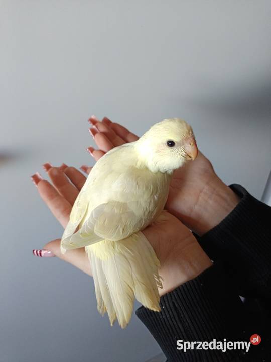 Papuga ręcznie karmiona oswojona Ptaki mazowieckie Warszawa sprzedam