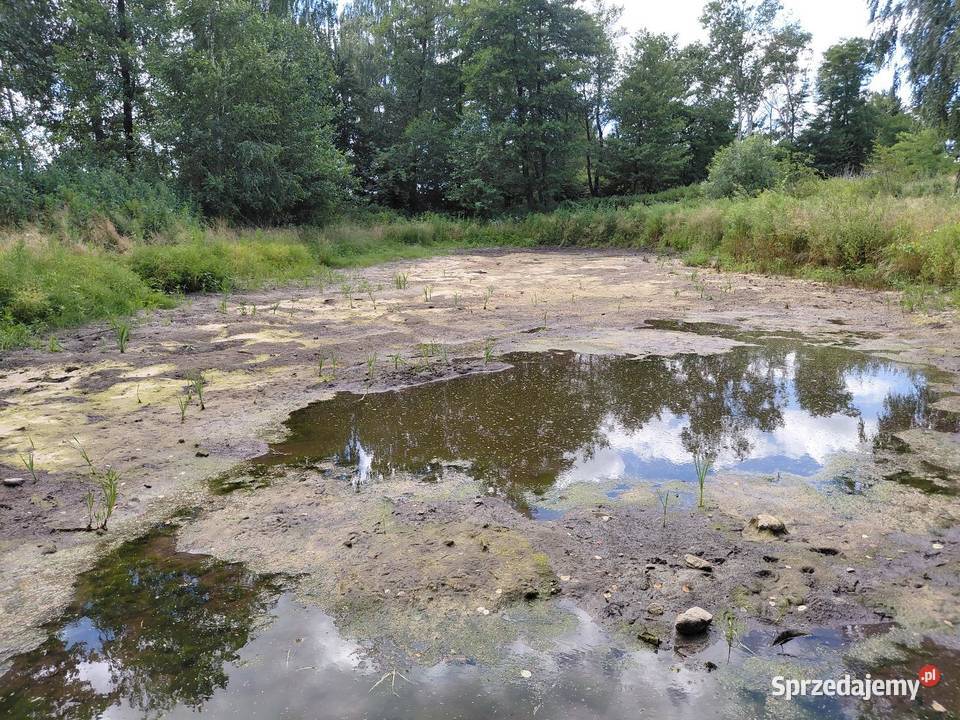 Oddam ziemię ze stawu w zamian zabranie Grodzisk
