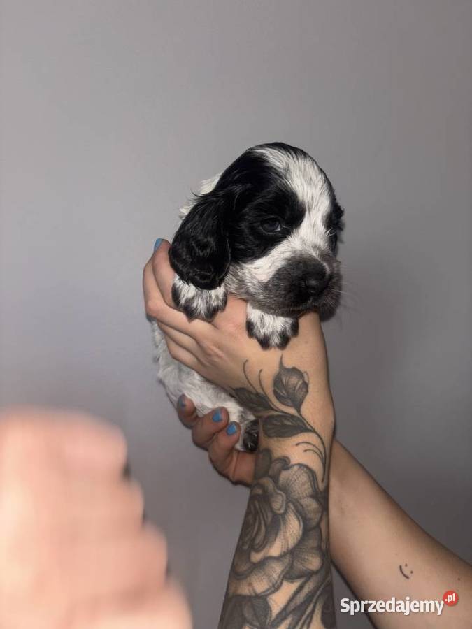 Cocker Spaniel Angielski piękne umaszczenia Gdów