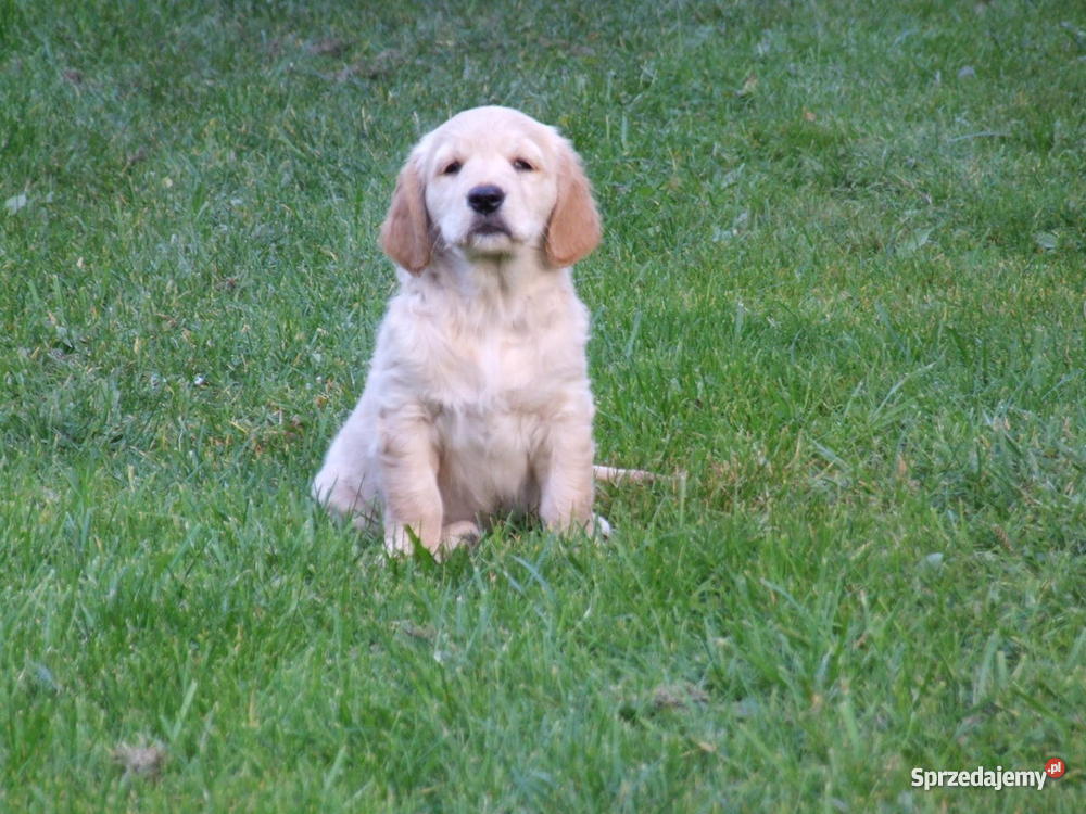 złote szczeniakI Golden Retriever Suwałki