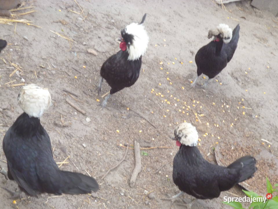 Sprzedam jaja lęgowe czubatka Gniewoszów