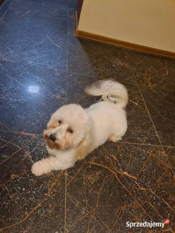 Coton de Tulear dorosły Dąbrowa Górnicza