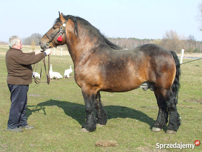 Sprzedam konia zimnokrwistego Zwierzęta Kozinki