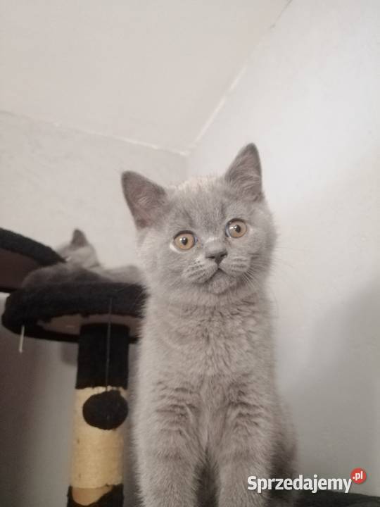 Kot brytyjski niebieski krótkowłosy Płock