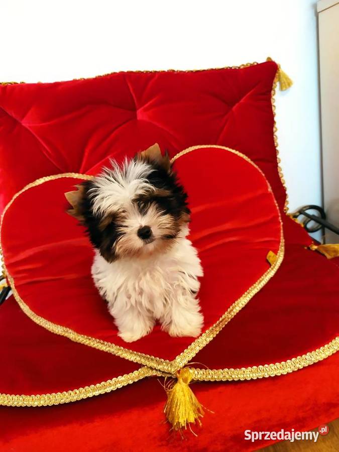 Mini samczyk Leo Biewer Yorkshire terrier do 150 śląskie Orzesze
