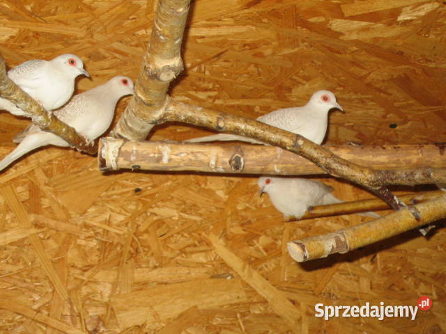 gołąbki diamentowe Kraków sprzedam