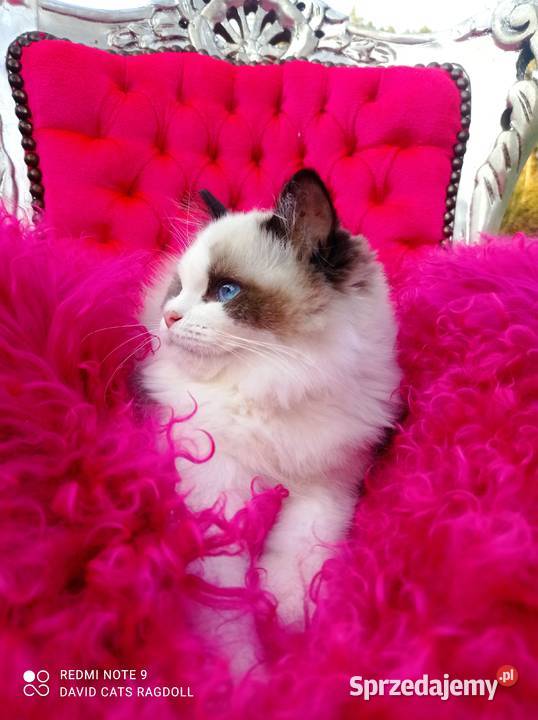 Ragdoll Kocurek Seal Bicolor FIFE FPL Wschowa