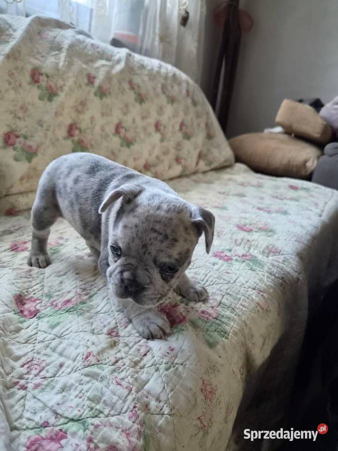 Buldogi francuskie