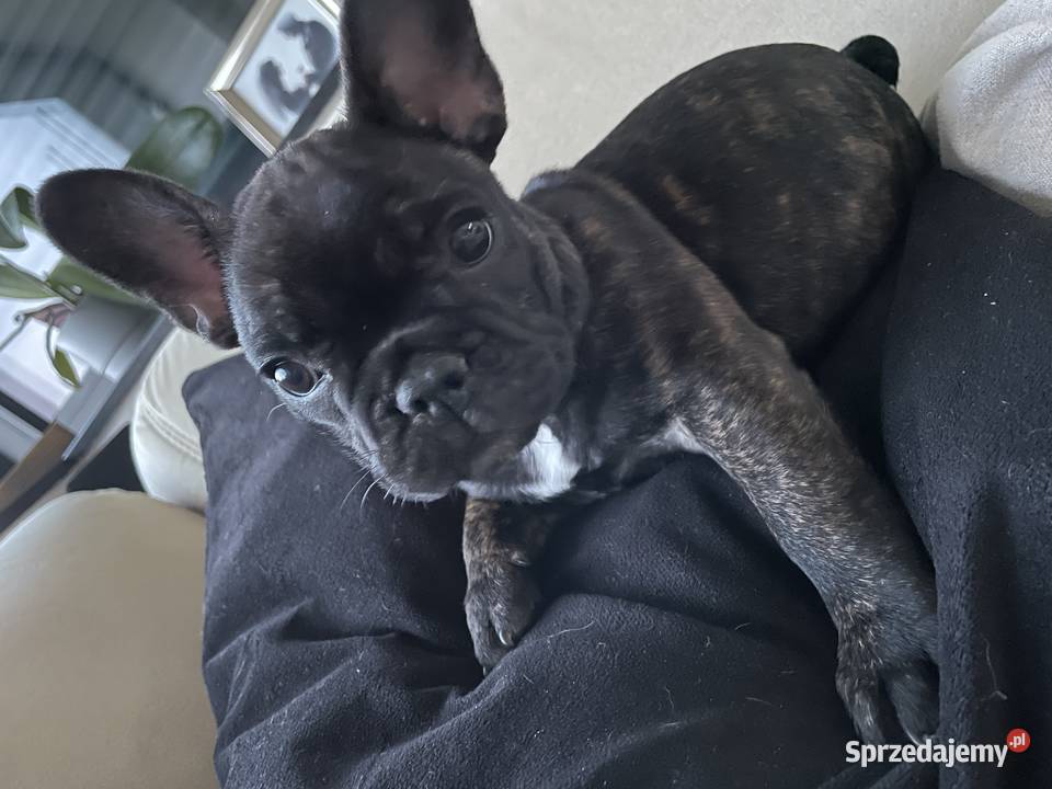 Buldog francuski Łódź