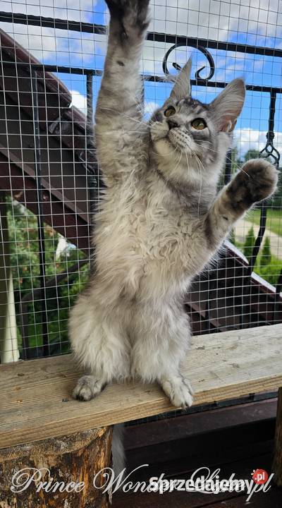 Srebrzysty tikowany Maine Coon Gdańsk