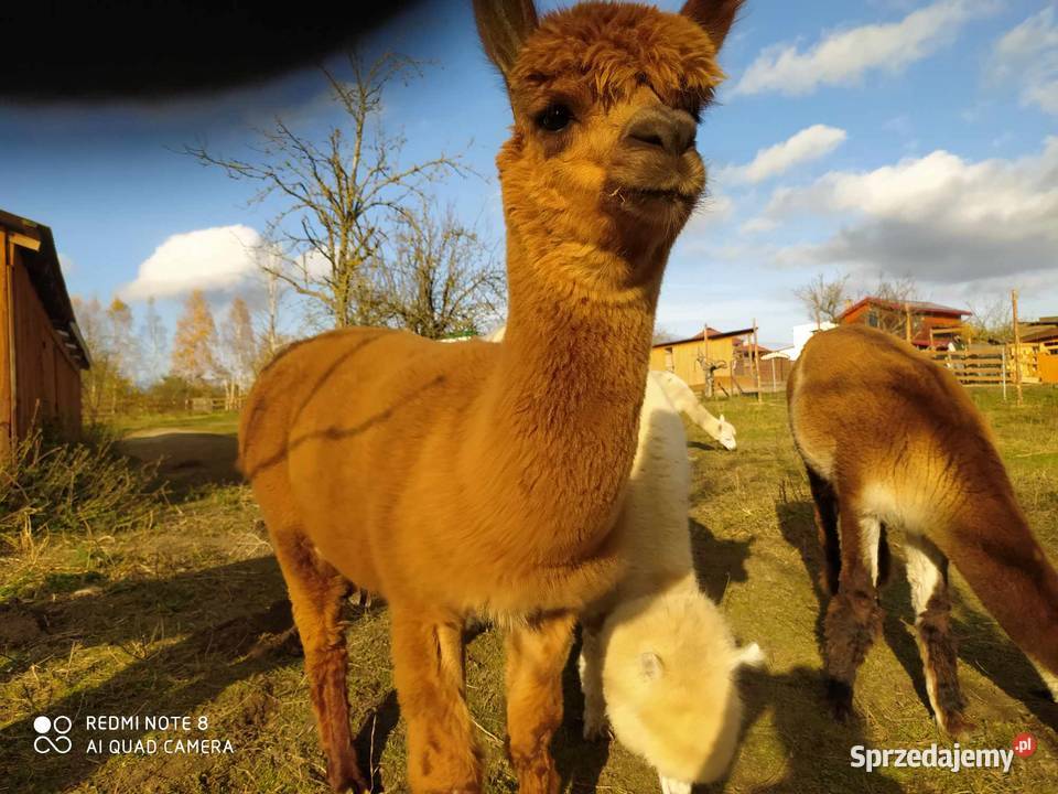 Alpaki samce socjalizowane agroturystyka Jankowo Gdańskie