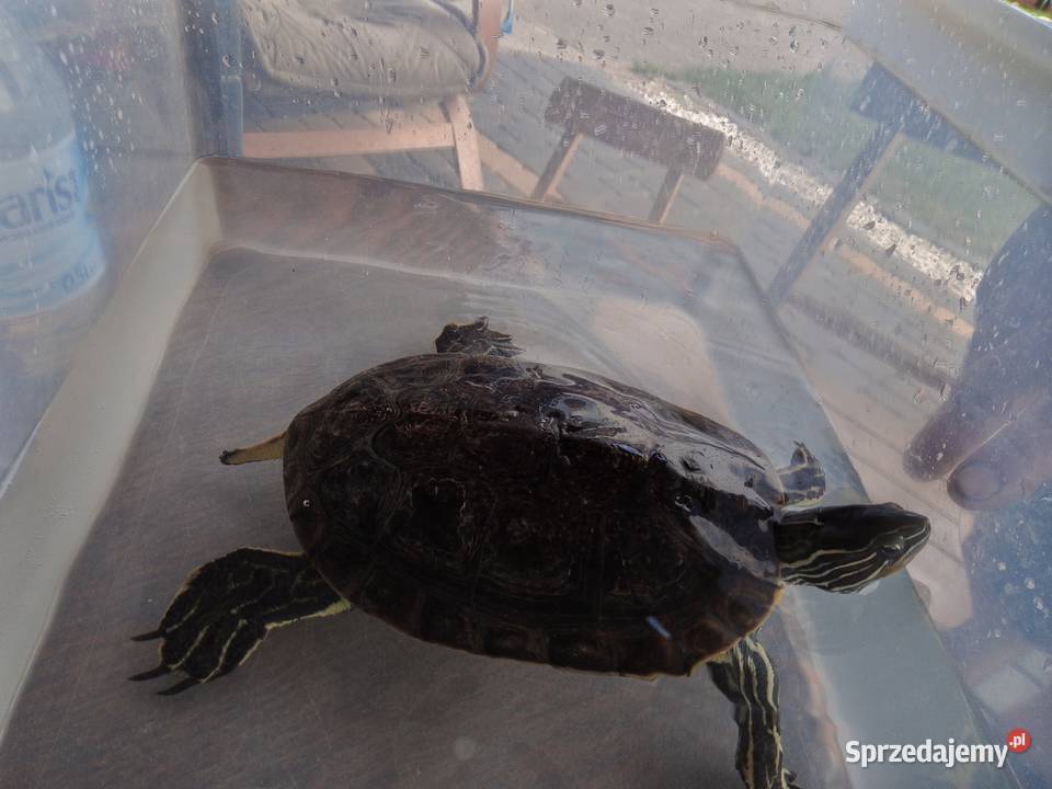 Żółw żółtolicy podkarpackie