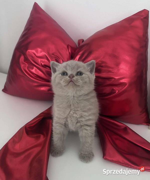 Kot brytyjski Brytyjski Lublin