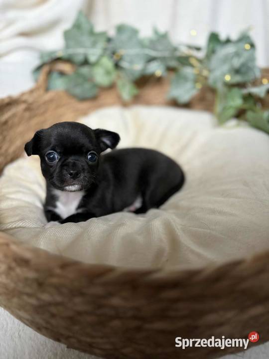 Suczka Chihuahua Czarna z białymi znaczeniami