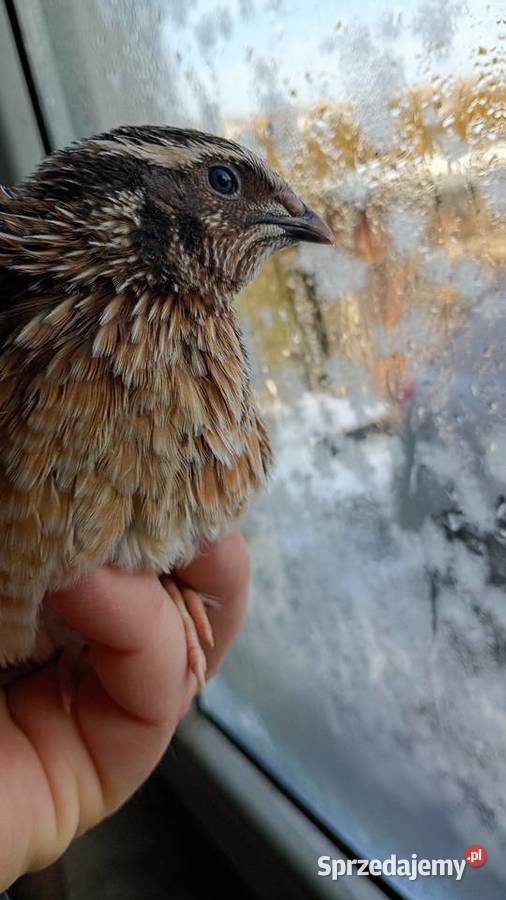 Samce przepirki sprzedam Busko-Zdrój