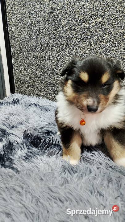 ZKwP FCI Owczarek Szkocki Collie