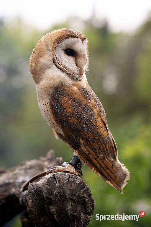 Tyto alba SOWY Płomykówki młode oswojone Kraków