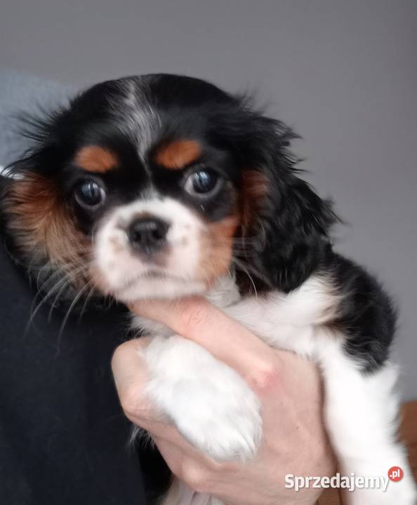 Cavalier King Charles Spaniel suczka Tricolor Częstochowa sprzedam