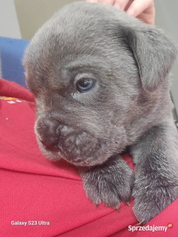 Szczenięta Cane Corso Łubno