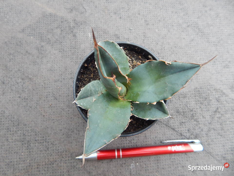 Agawa kolekcjonerska agave titanota klon 1 Kraków