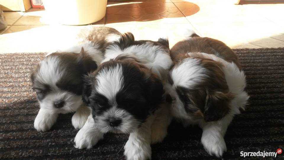 Shih Tzu warmińsko-mazurskie sprzedam