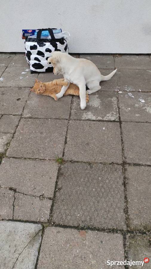 Oddam suczkę w ręce Pozostałe Gorzów Wielkopolski