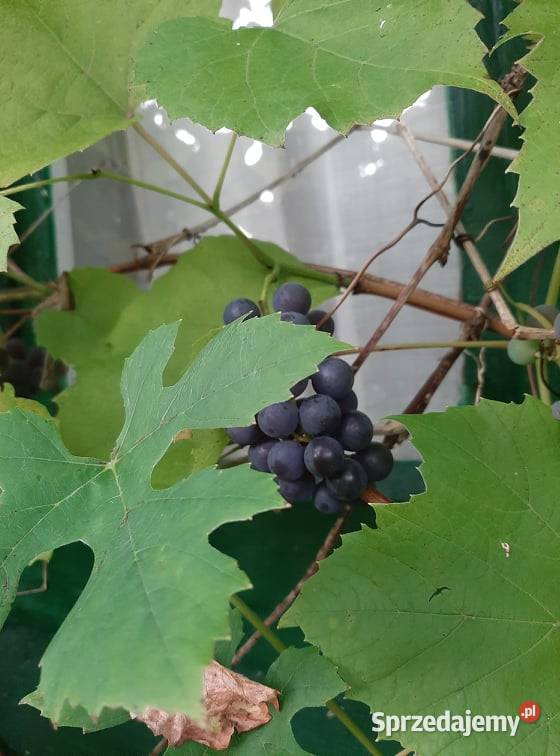 Działka ogrodowa SZAROTKA Ełk 93zł/m2