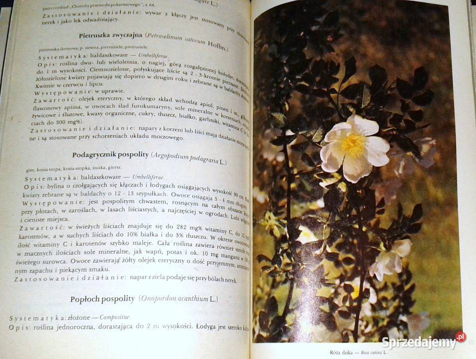 Przewodnik ziołolecznictwa ludowego E Kuźniewski Chełm