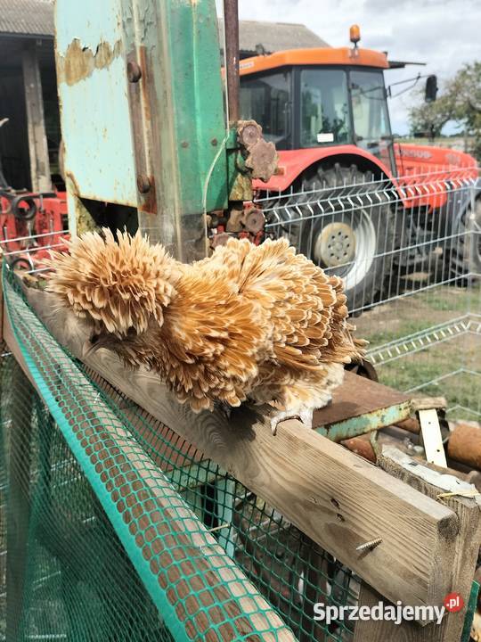 Czubatki polskie brodate miniaturowe lokowane i Gębice