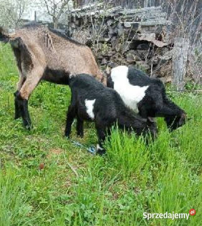 Koza z kózką i koziolkiem Podgrodzie