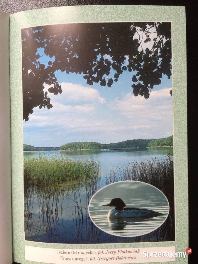 167 Drawieński Park Narodowy I Antyki, Sztuka, Kolekcje Szczecin sprzedam