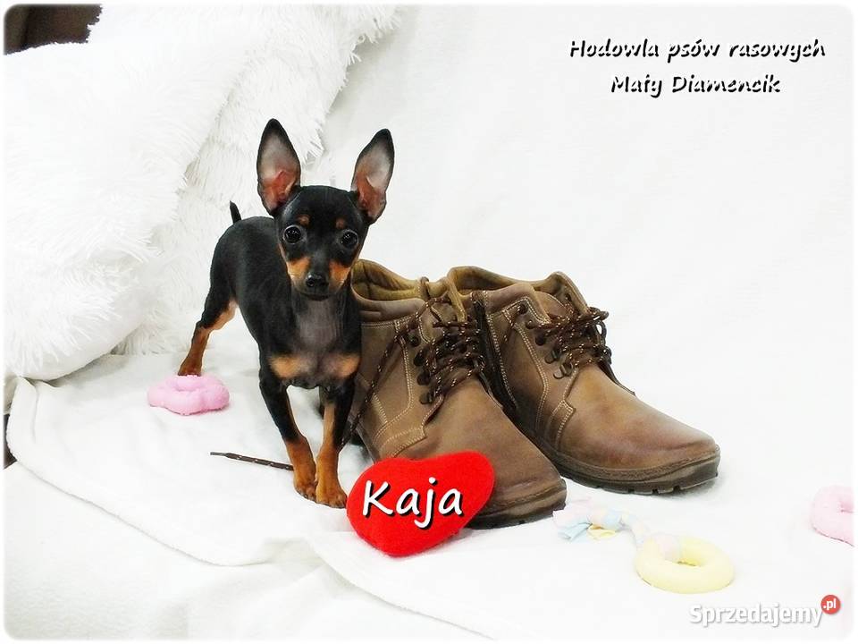 Pinczer miniaturowy Ratlerek Suczka KAJA z Żary