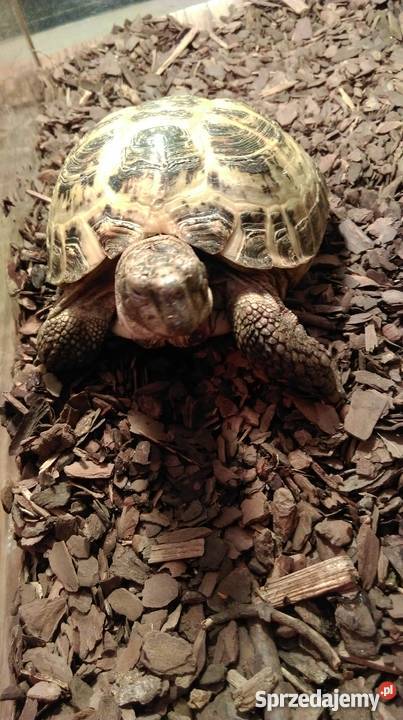 żółw lądowy stepowy razem z terrarium Bydgoszcz sprzedam
