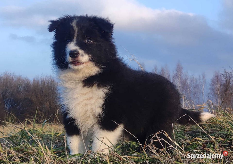 NUKA Rasowa Suczka BORDER COLLIE z Hodowli podkarpackie Iwonicz