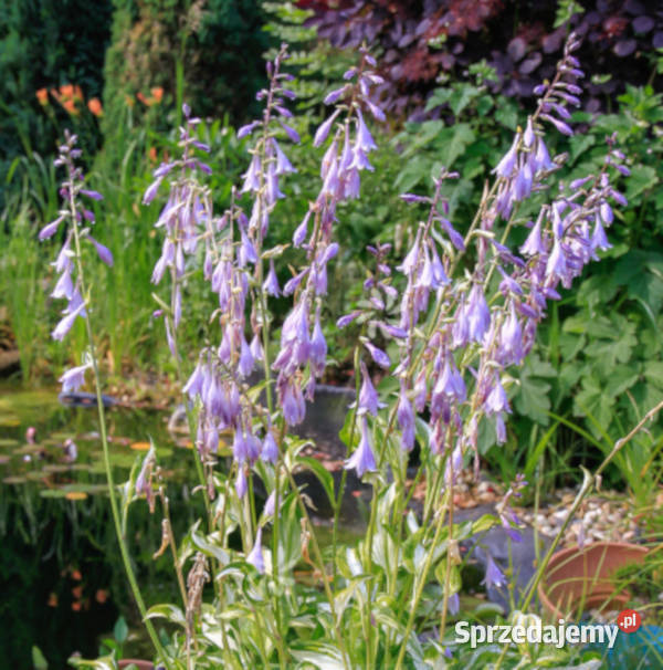 FUNKIA MEDIOVARIEGATA Hosta sadzonki w Rośliny Ustronie