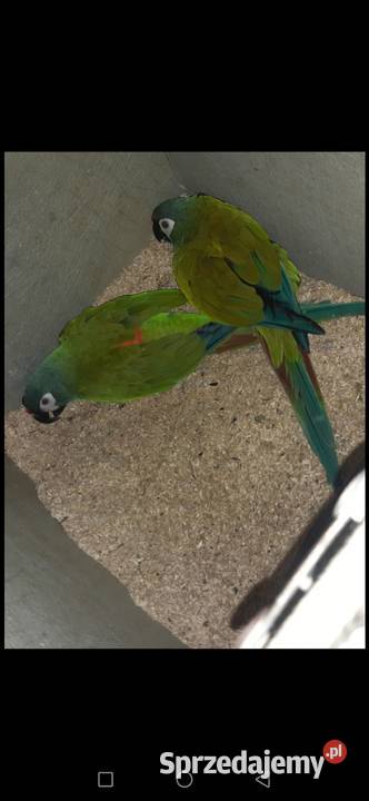Ara Marakana Para 2023r i 2022r Dorosła do Lęgów Grodzisk Wielkopolski