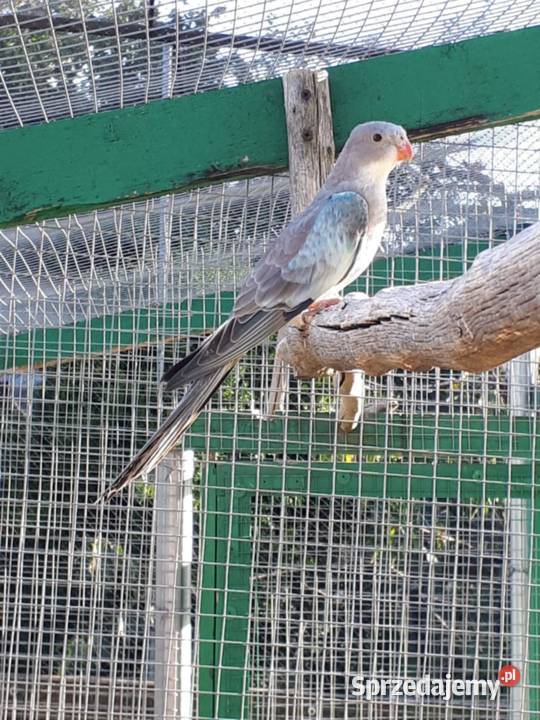 Księżniczki walii albino niebieskie Skała