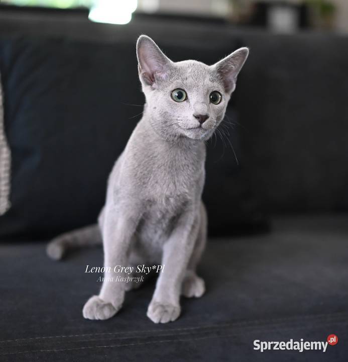 Kocurek Lenon Rosyjski Niebieski Rybnik