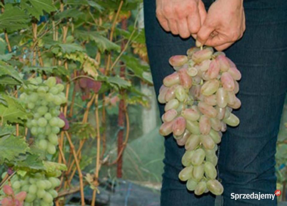 Sadzonki winorośli deserowych Świdnik