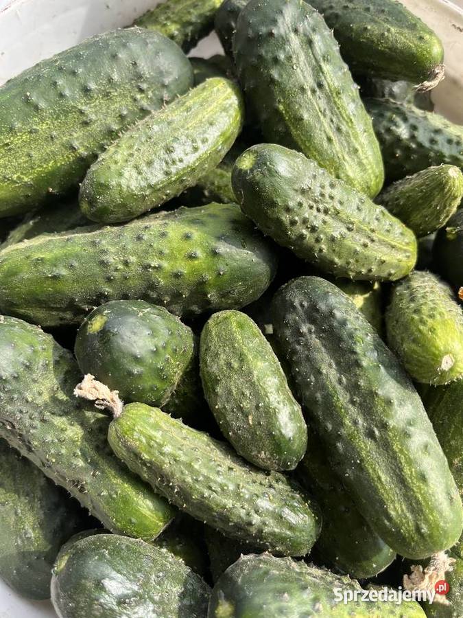 Sprzedam ogórki gruntowe łódzkie Koluszki
