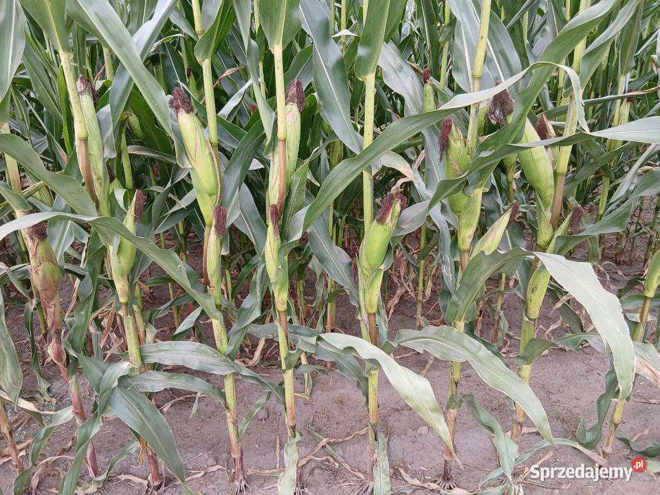 Sprzedam kukurydzę na kiszonkę Nakło nad Notecią sprzedam