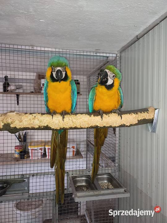 Sprzedam pare Ara Ararauna śląskie Istebna