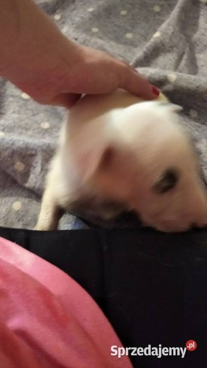 Szczeniaki Bulterier Standard Pozostałe Jeziory