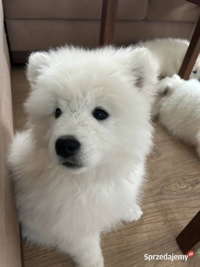 Śliczny piesek Samoyed Zwierzęta Pabianice