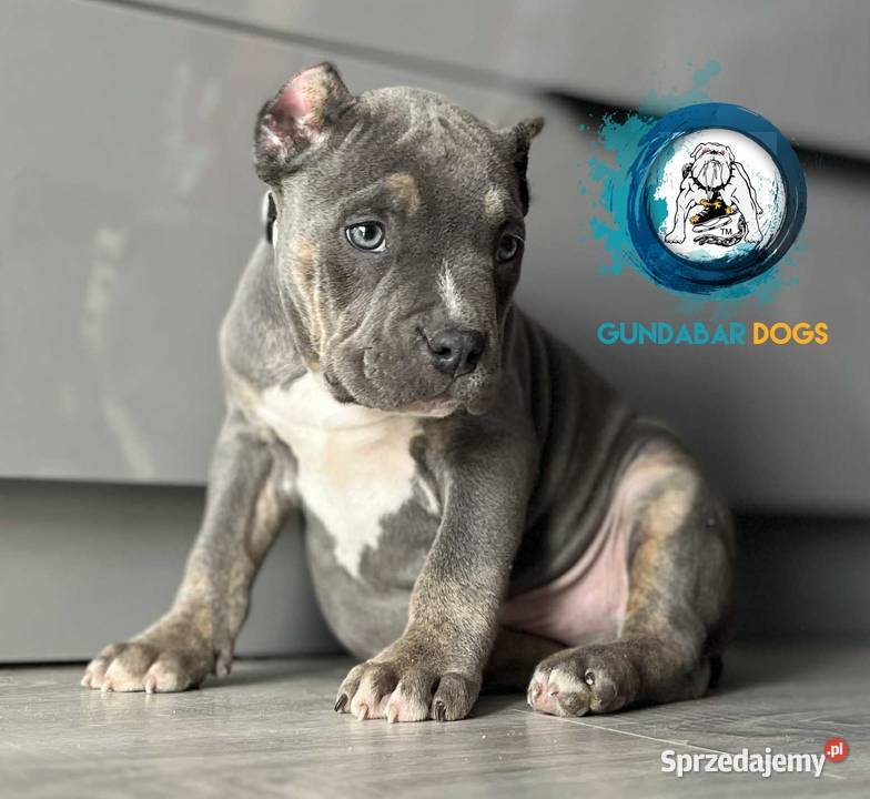 American Bully ABKC Pies
