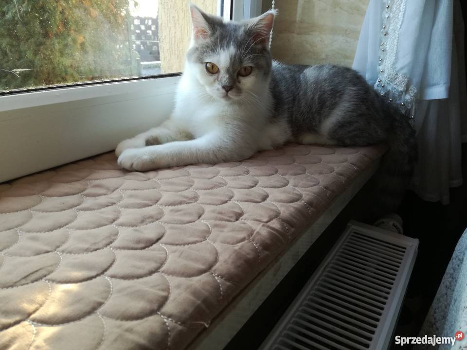 Sprzedam koty brytyjskie