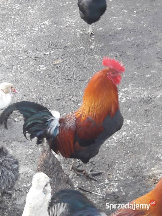 Koguty zielononóżki kuropatwianej śląskie Rybnik