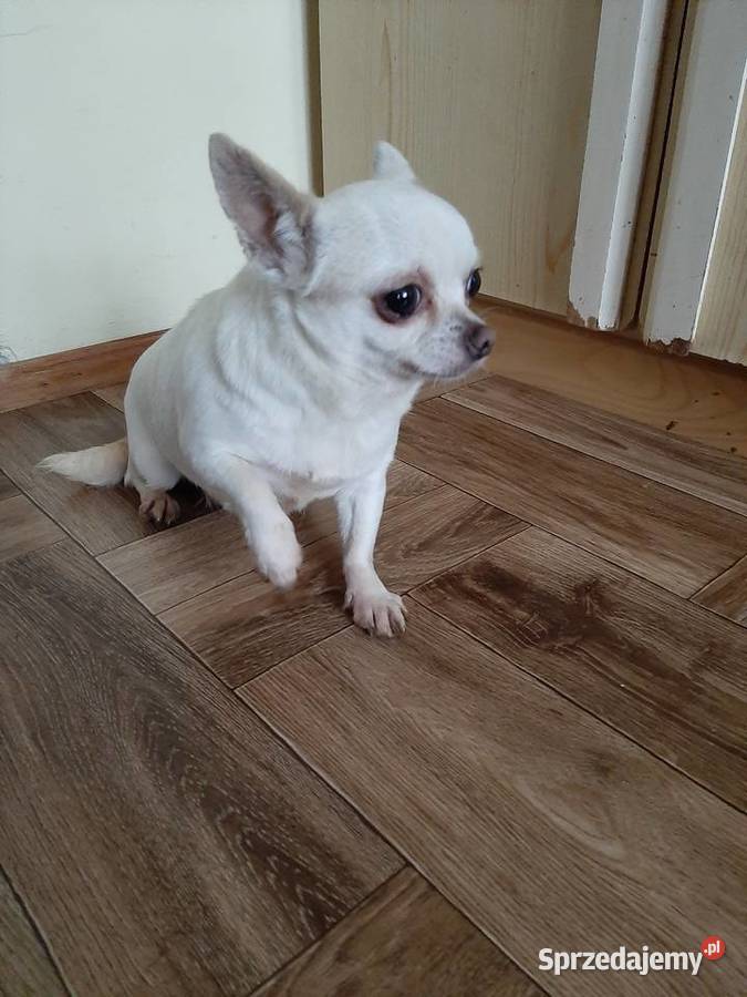 Dorosła suczka Chihuahua Lublin
