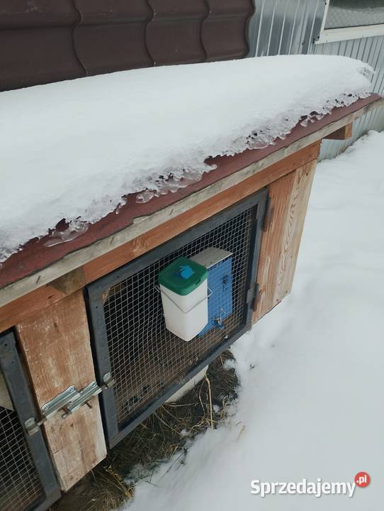 Klatka królika pomorskie Frank