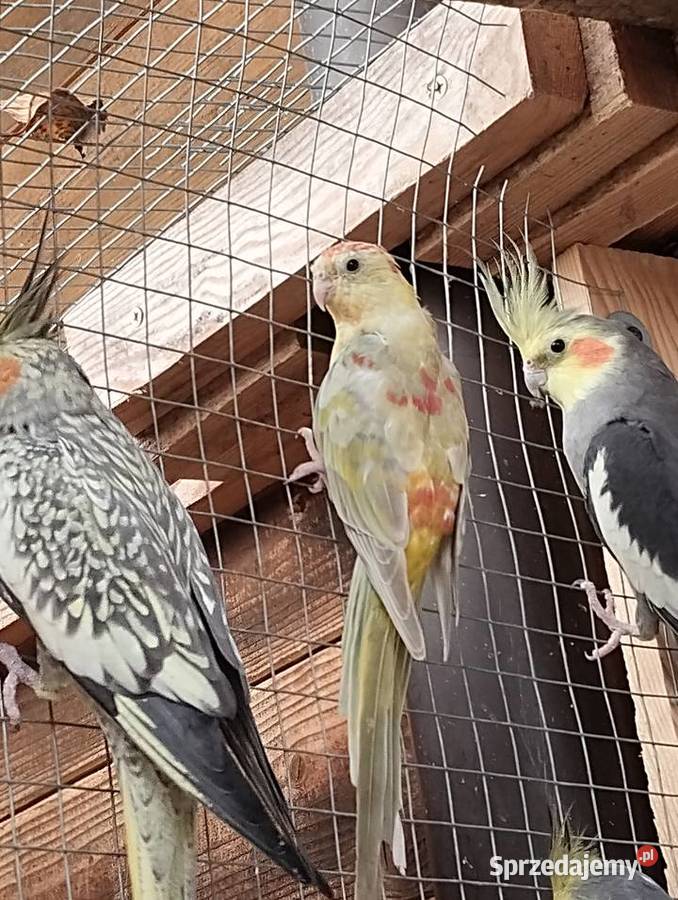 papuga swiergotka z tego roku Sarnaki